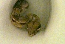 Singapour: Un serpent de 2 mètres surgit des toilettes et mord une femme